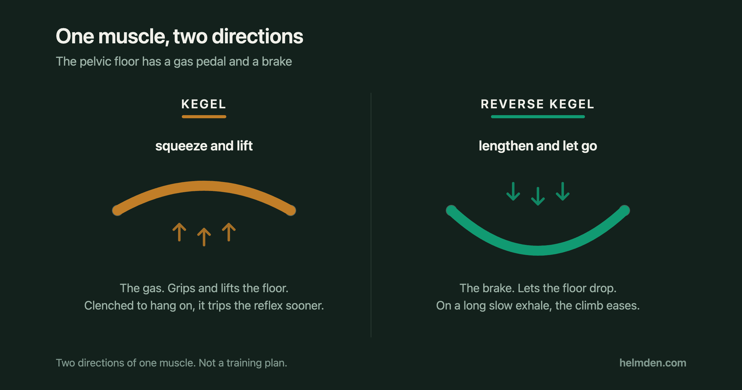 Diagram of a kegel versus a reverse kegel: a kegel squeezes and lifts the pelvic floor while a reverse kegel lengthens it and lets it drop on a slow exhale